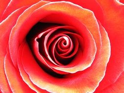 red rose as a colorful picture