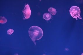 pink jellyfishes in Aquarium