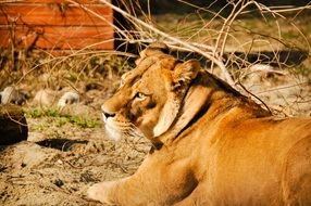 Lioness with sad eyes