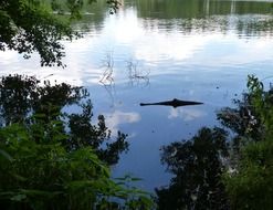 crocodile in the lake