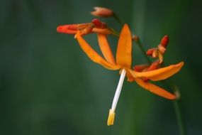 orange flower on a blurry green background