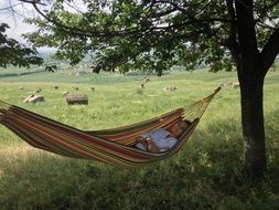 happy woman relaxing in hammock beneath tree