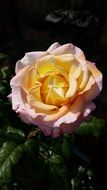 beautiful Yellow Rose, green background