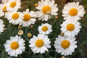 A lot of summer daisies on a field