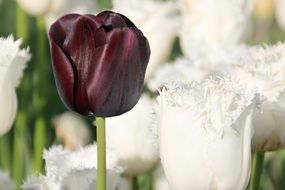 dark tulip among white tulips