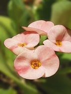 garden flowers of a peach color