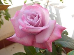 charming pink garden rose
