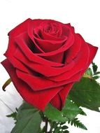 romantic red baccarat rose