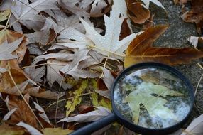 dry Leaves Autumn