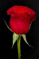 red rose on a black background
