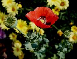 red poppy among yellow daisies