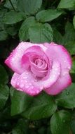 Pink Rose with Water Drops at green leaves