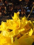 Daffodils Close-Up flowers