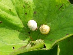 strikingly beautiful Snail Nature