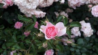 delicate pastel rose on a lush bush