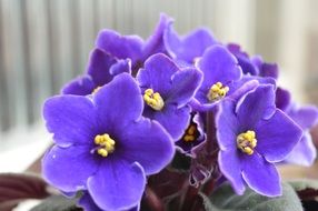 purple violets on the window