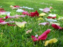 colorful Rose Petal on green Grass