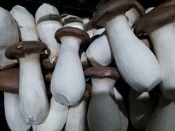 Brown Herbal-Seitling mushrooms
