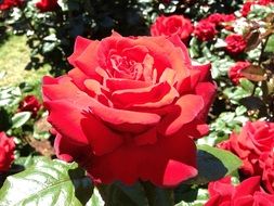 lush flowering red roses on a sunny day