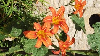 Picture of lilies in a garden