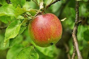 fresh apple on branch