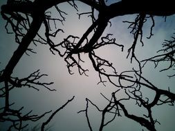 strikingly beautiful dry Branches