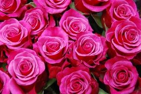 pink Roses, top view, background