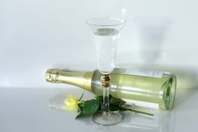 water in glass, bottle of sparkling wine and yellow rose