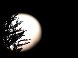 silhouette of plant twigs on the moon light