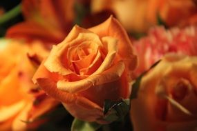lot of orange rose close-up