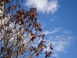 dry leaves on a tree on a sunny day