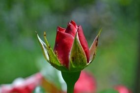Close-up photo of Rose Bud