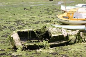 sunken boat among green algae