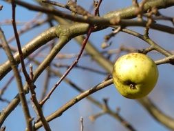 apple on the tree in late autumn