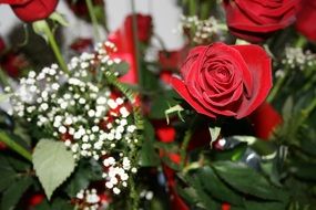 Red Roses Flowers