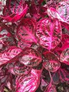 glossy Pink Foliage close up