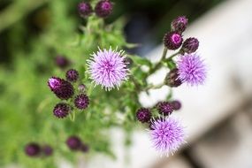 Purple Swamp Bloom