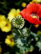 Poppy flower and green bud