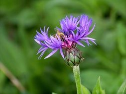 Beautiful purple flower blossomes in nature