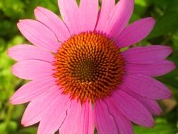 pink coneflower close up