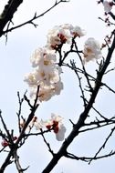 white flowering of a plum tree