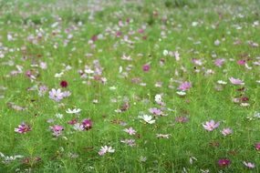 green meadow with colorful flowers