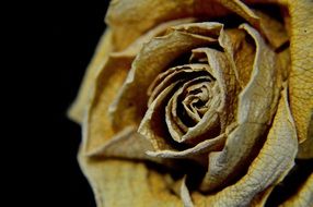 dry yellow rose close up