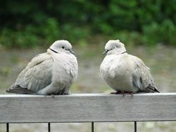 Couple of wood pigeons