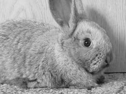 Black and white photo of the rabbit