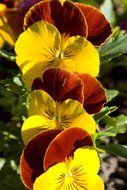 pansies are bright flowers