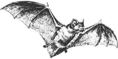 bat for halloween