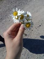 Daisies in womanâs hand at sun