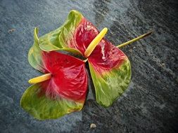 Anturio Flowers Marble