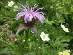 Purple Mondarda flower